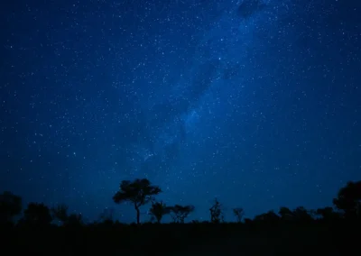 TrenzAlbert - Fábrica de Cordones - Tu Fabrica de Cordones